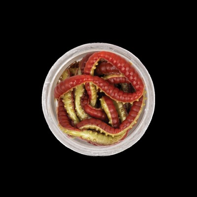 Osia Larva Berkley PowerBait Honey Worm Red Yellow
