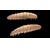 Libra Lures Larva 30